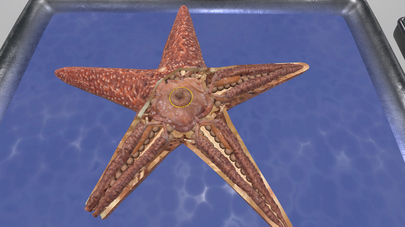 Oculus Quest游戏《VR Squid and Seastar Dissection》解剖无脊椎动物