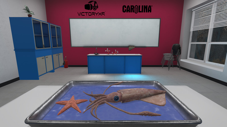 Oculus Quest游戏《VR Squid and Seastar Dissection》解剖无脊椎动物