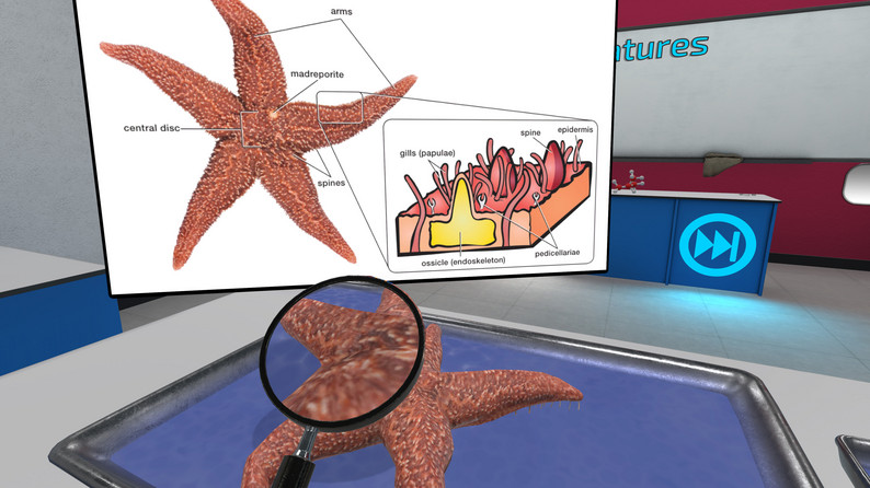 Oculus Quest游戏《VR Squid and Seastar Dissection》解剖无脊椎动物