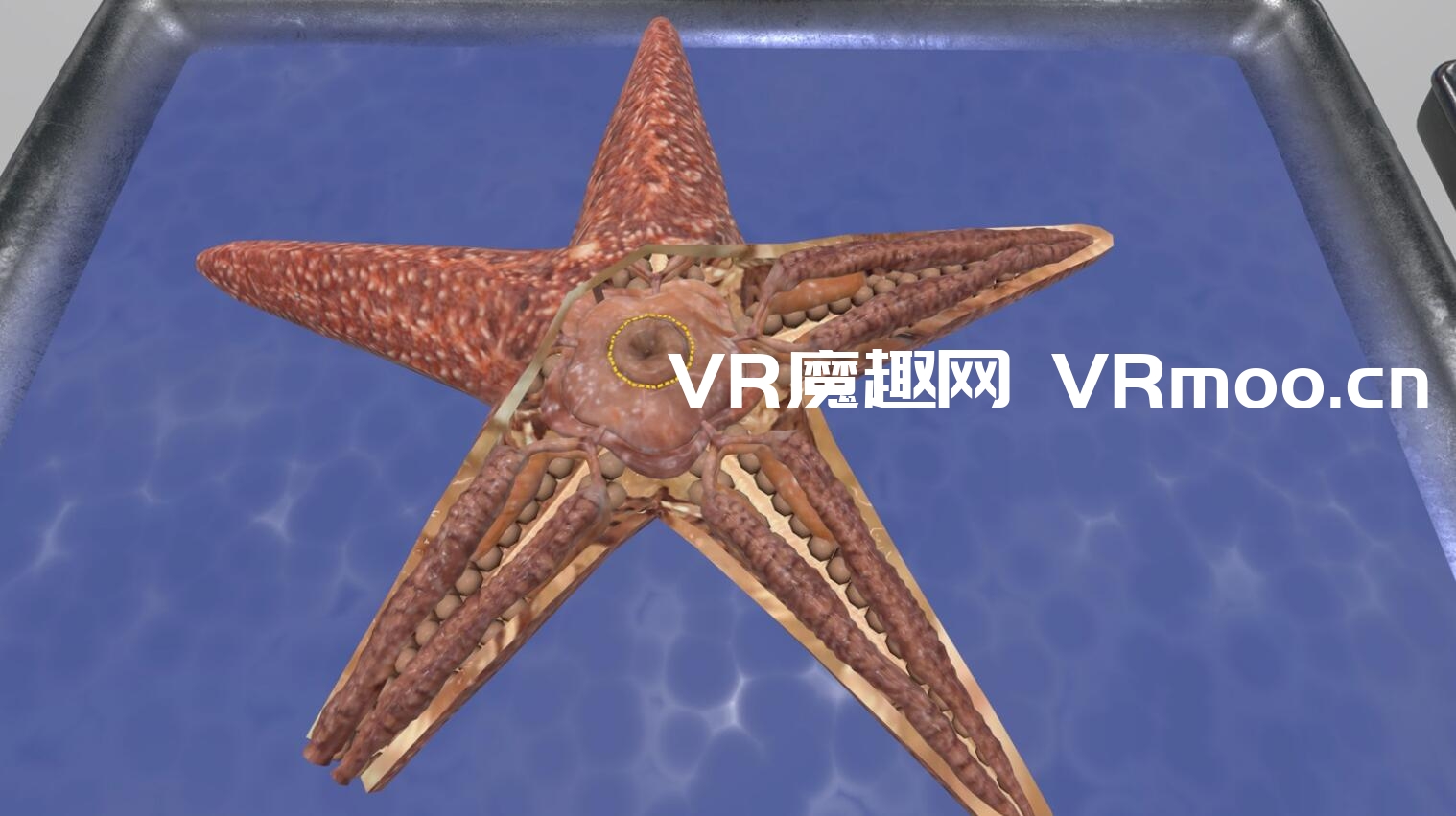 Oculus Quest 游戏《Dissection Simulator: Invertebrate Edition》解剖模拟器：无脊椎动物版