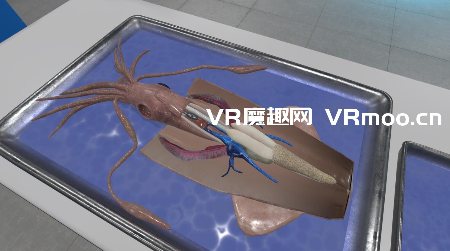 Oculus Quest 游戏《Dissection Simulator: Invertebrate Edition》解剖模拟器：无脊椎动物版
