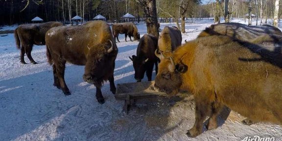 欧洲野牛,布良斯克森林自然保护区