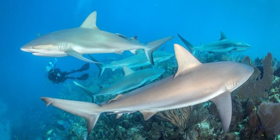与世界各地的鲨鱼一起潜水